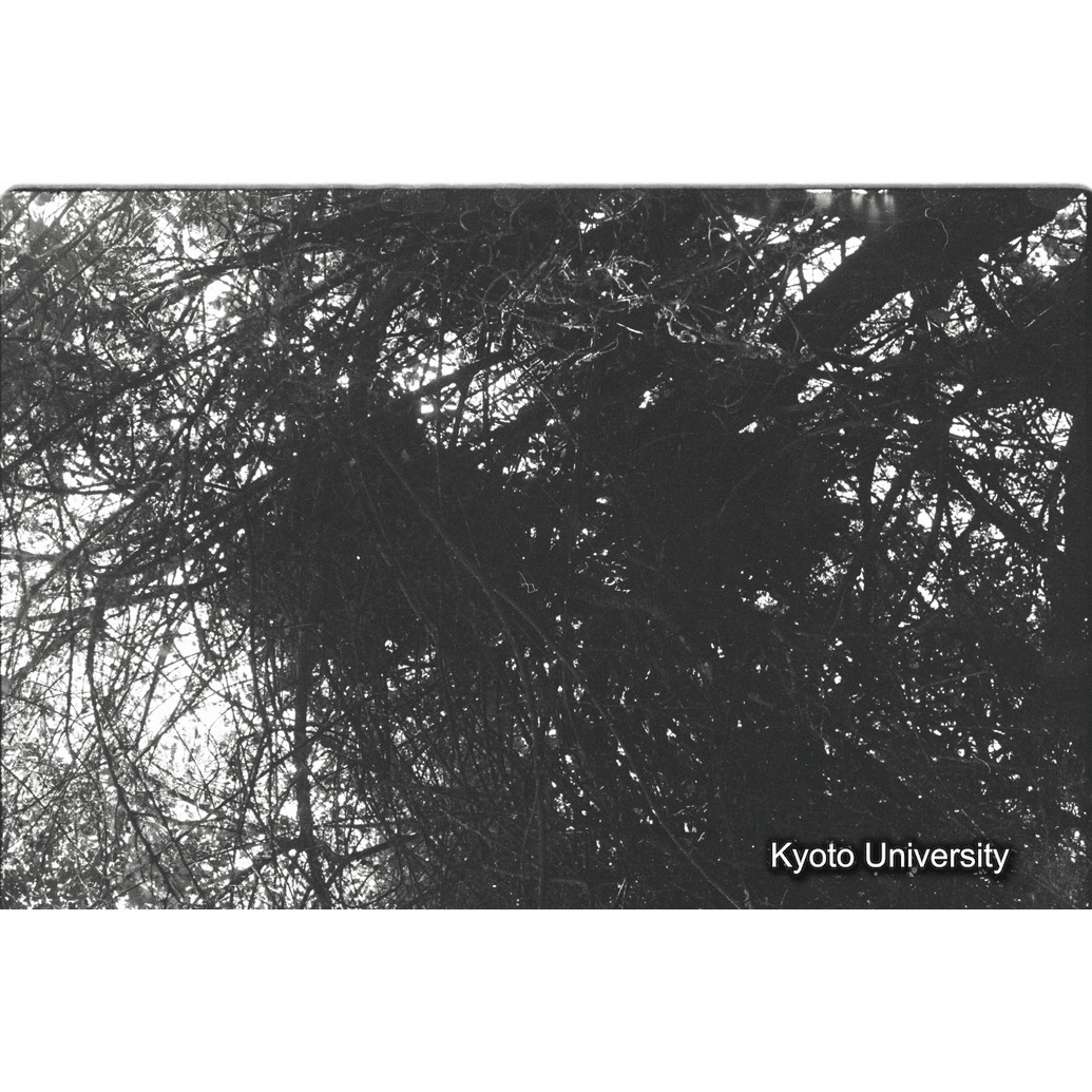 [23コマ目]「樹上のネスト（３）」 (1)