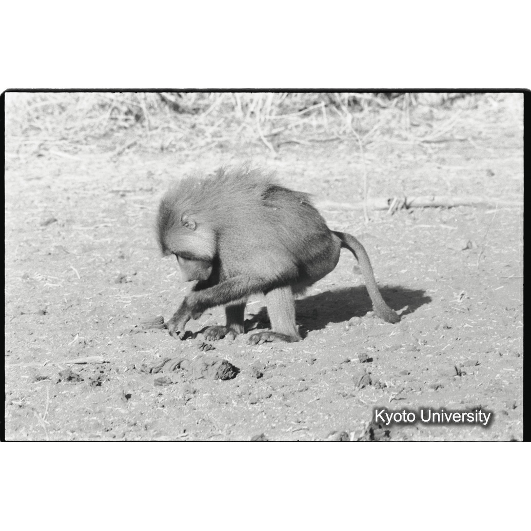 [１１コマ目]「少しマントヒヒよりの雄（５）」 (1)