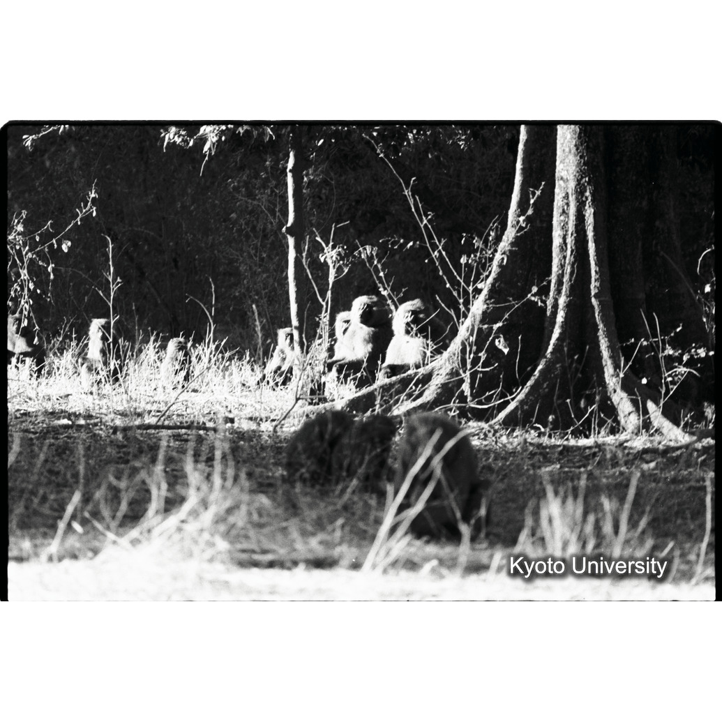 [２０コマ目]「×」 (1)