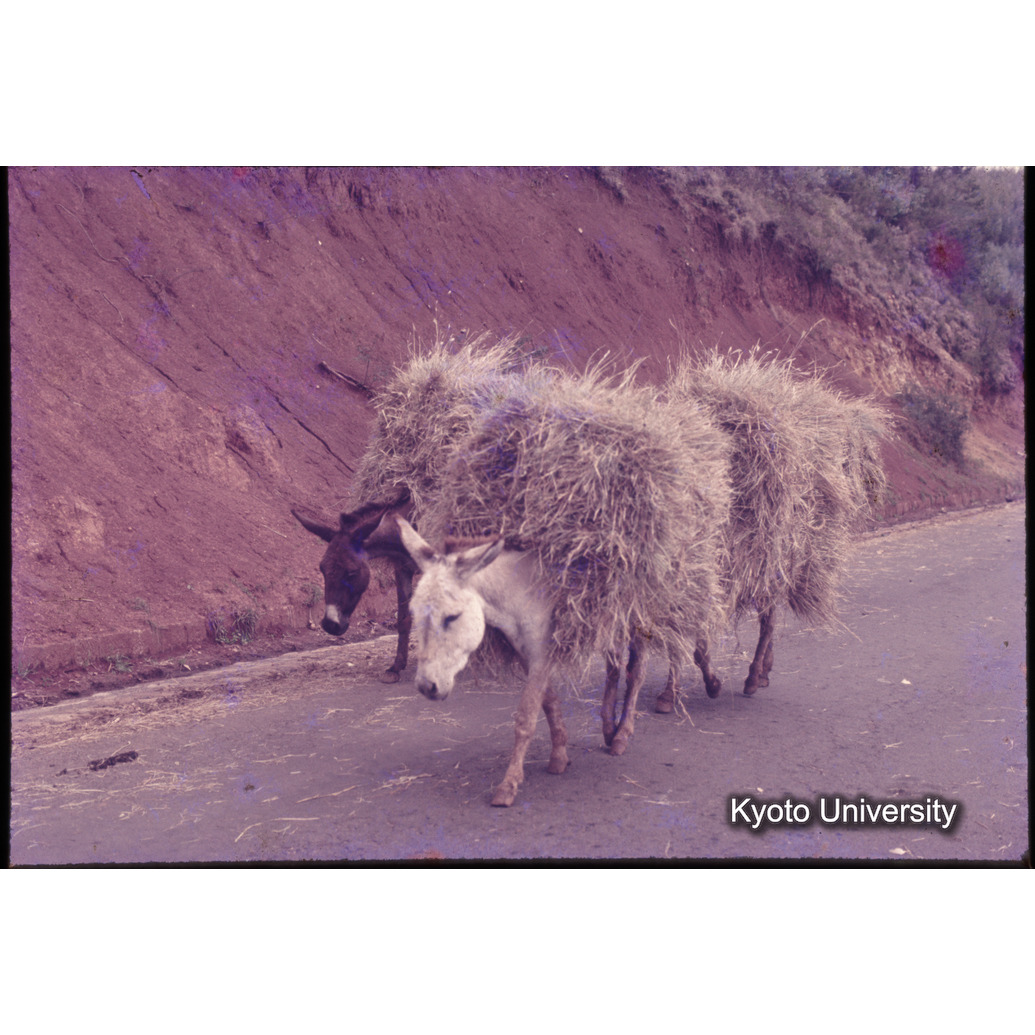 Co　1974-I　10 (1)