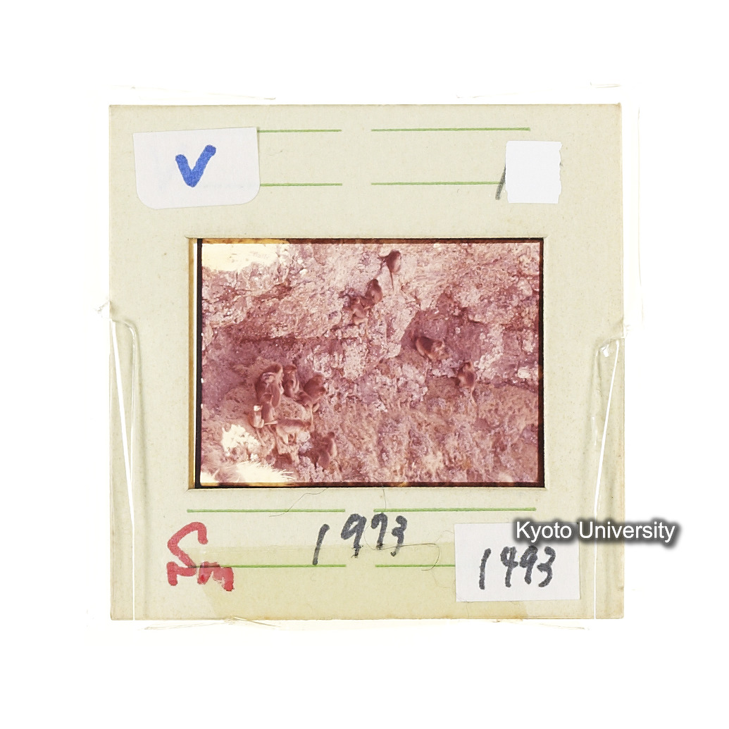 Sm　1973　1493 (2)