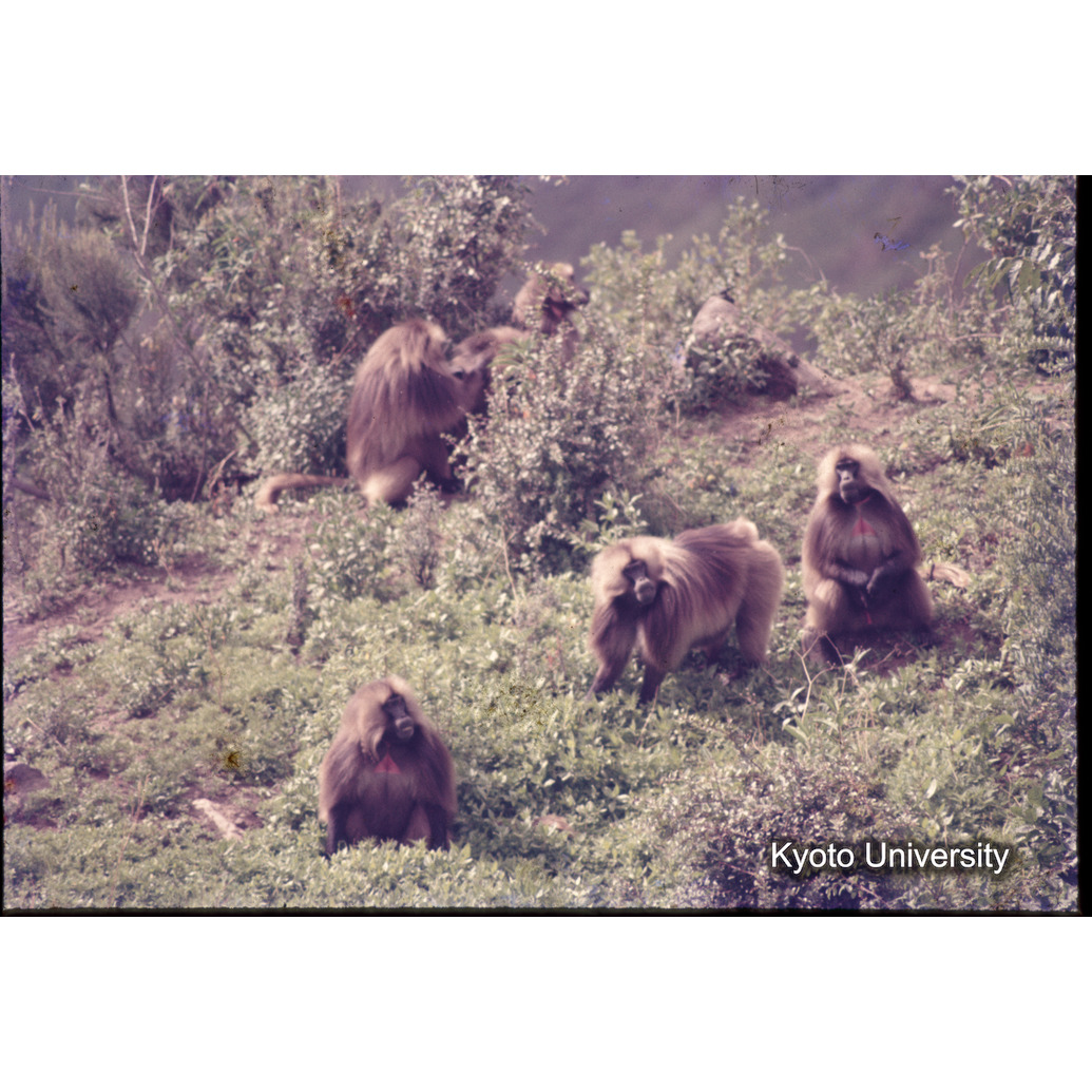 Sm　1973　1499 (1)