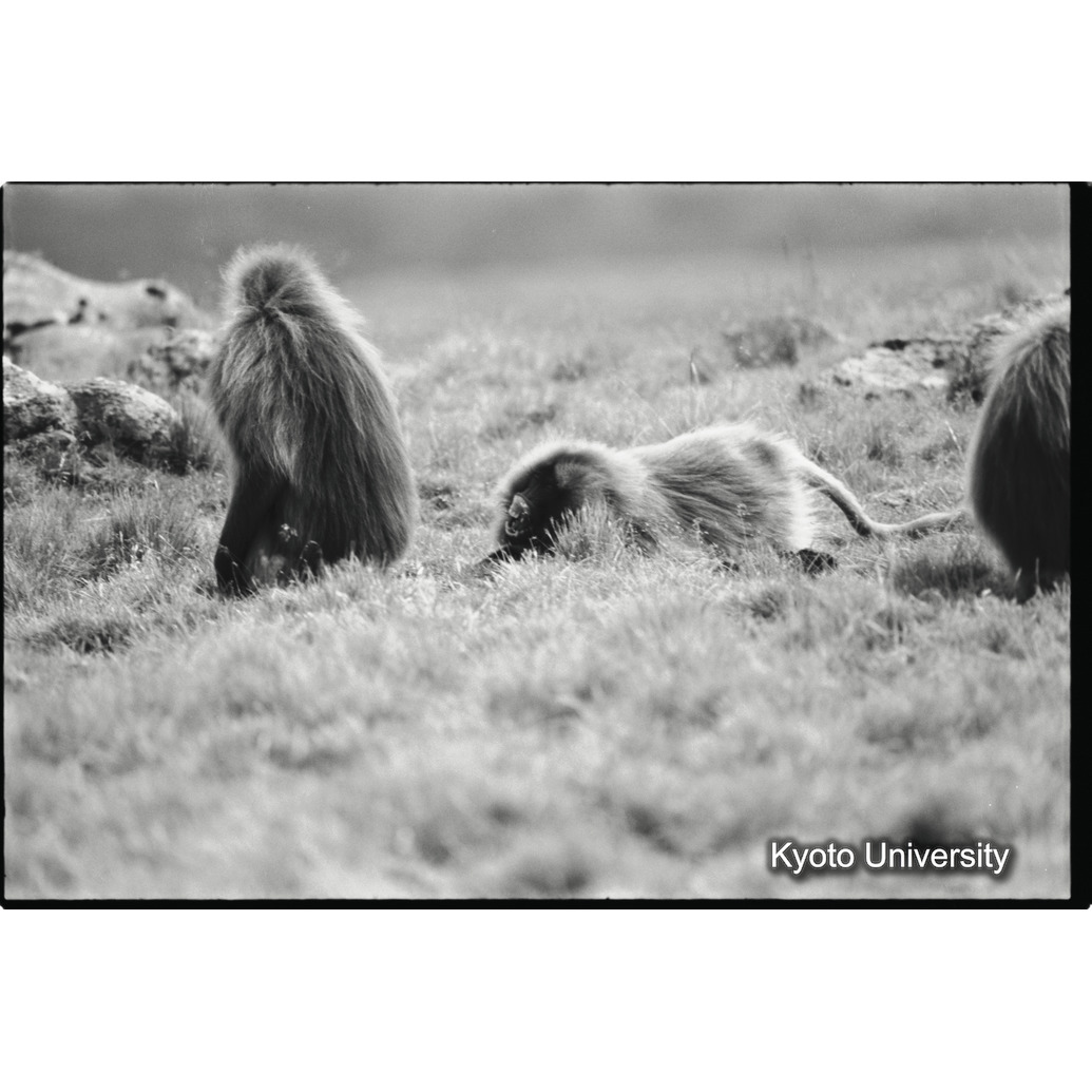 [１４コマ目]「連れ戻し行動　１－（１）」 (1)