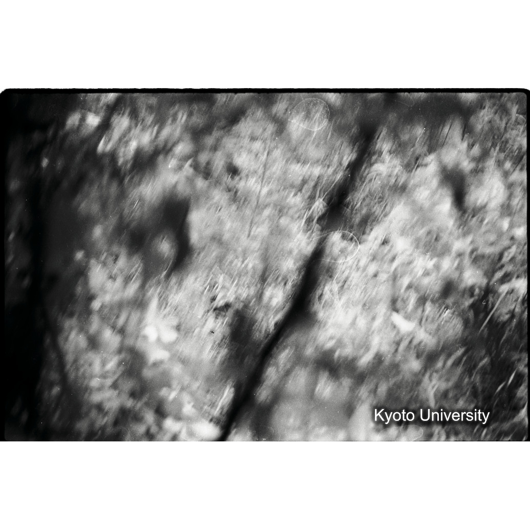 [4コマ目]「ゴリラを撮る（１）」 (1)