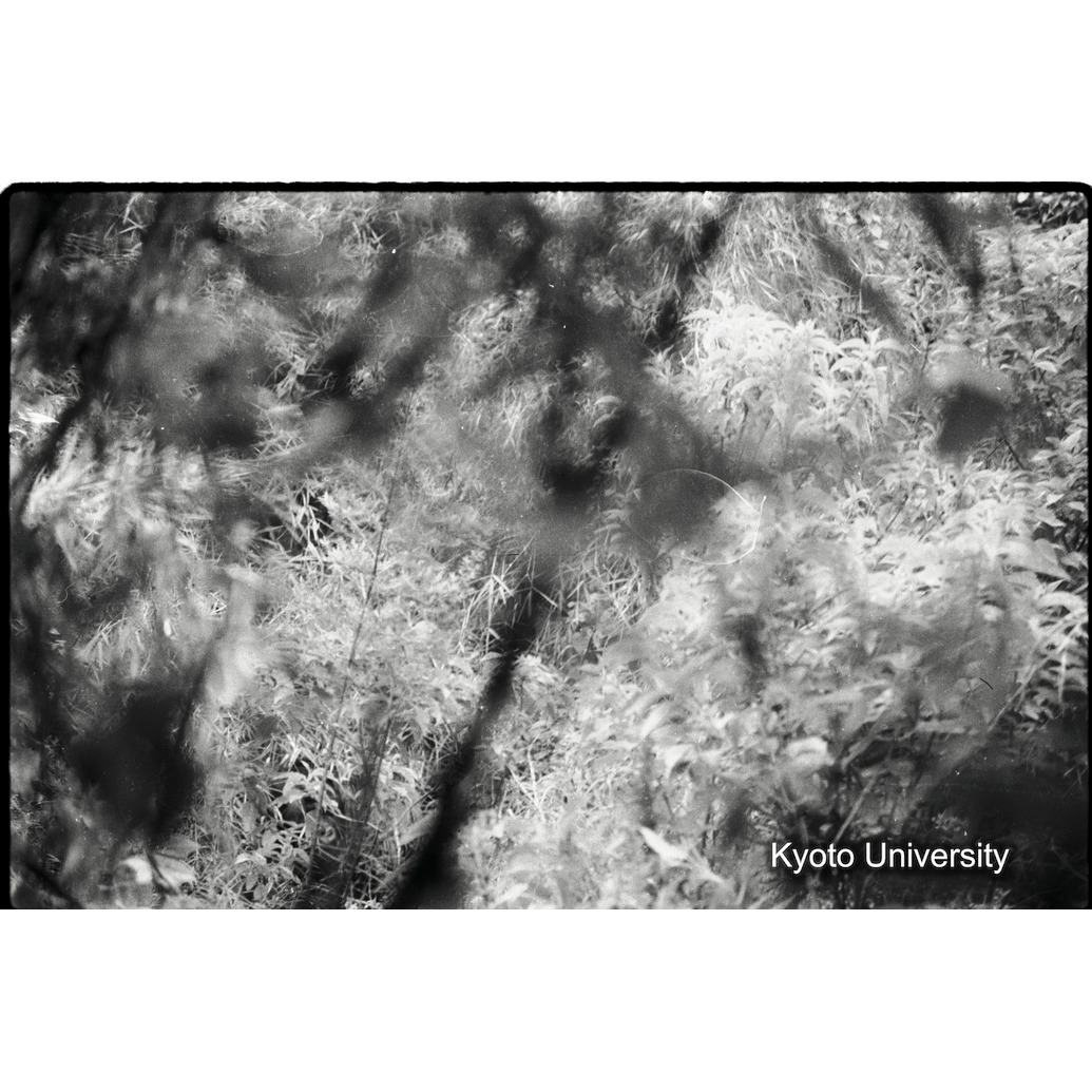 [5コマ目]「ゴリラを撮る（２）」 (1)