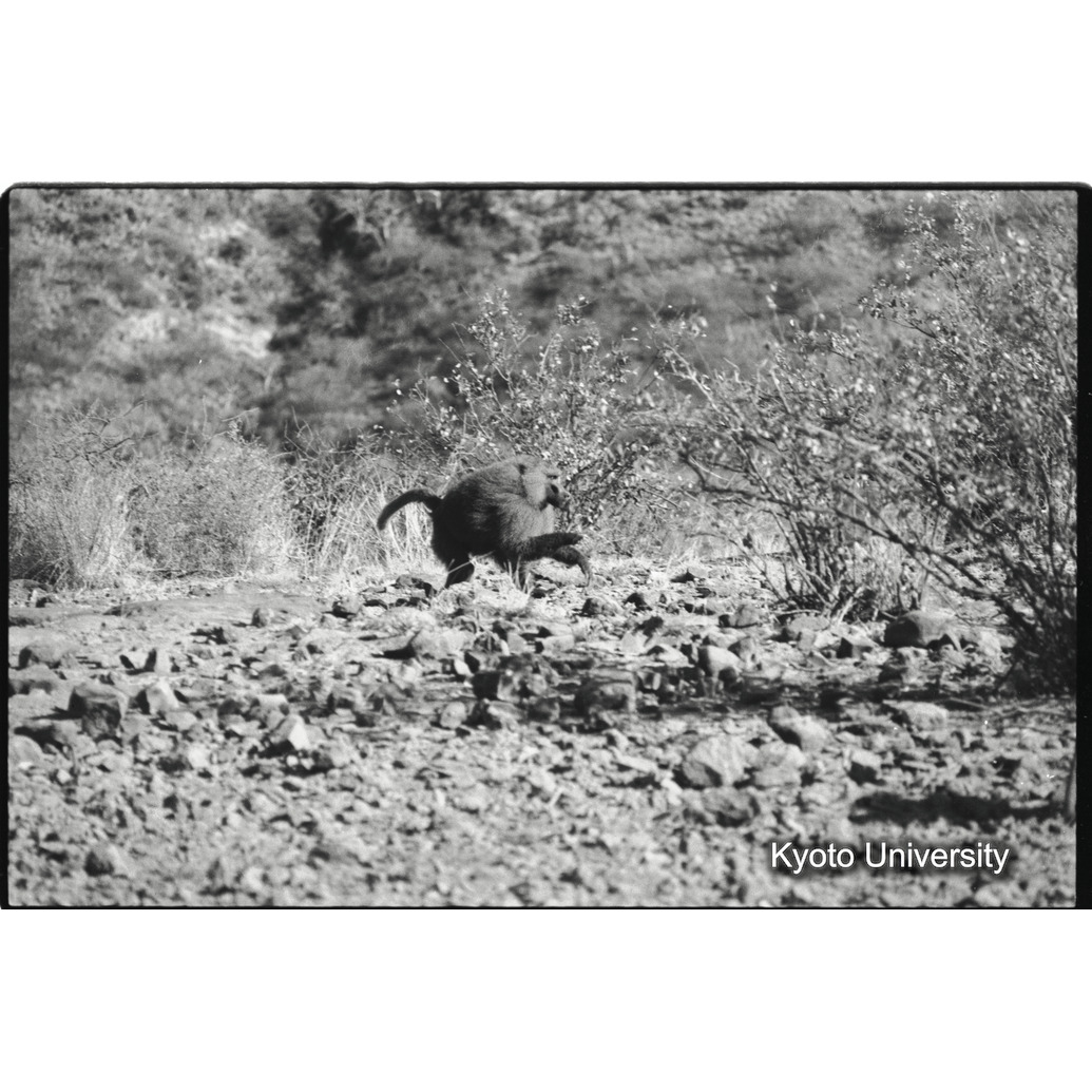 [８コマ目]「雑種雄の性行動（４）」 (1)