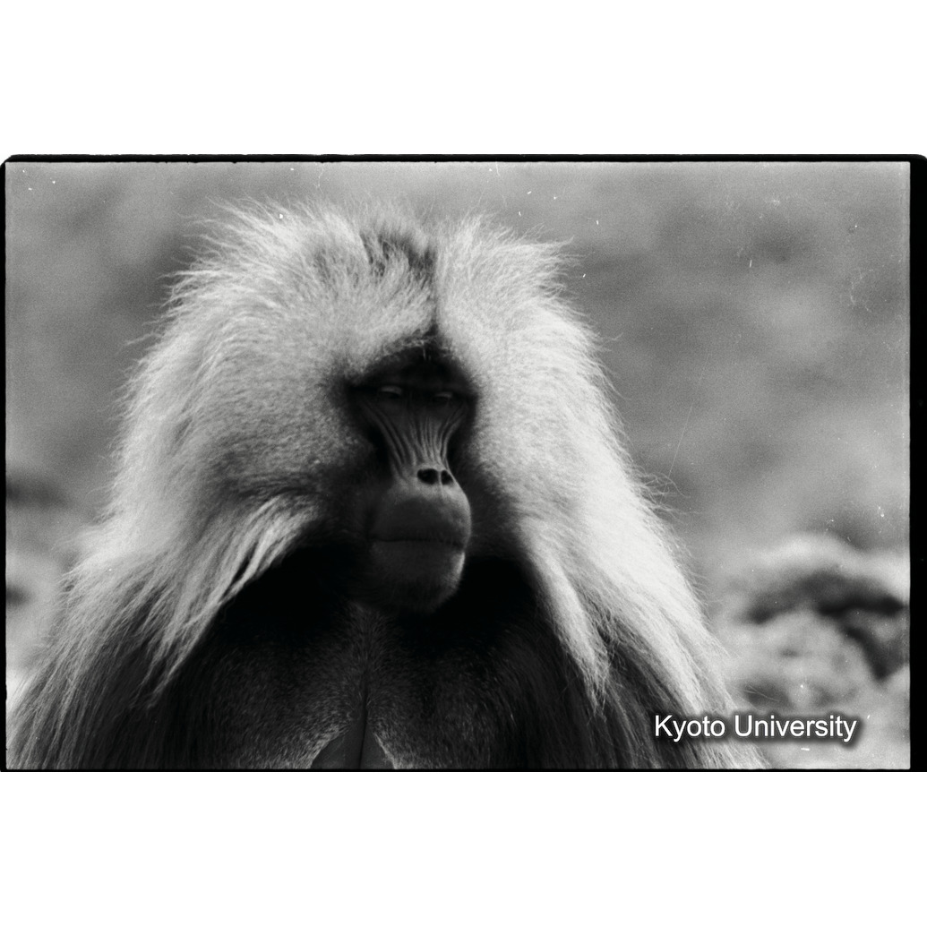 [１４コマ目]「リーダー雄のポートレート（２）」 (1)