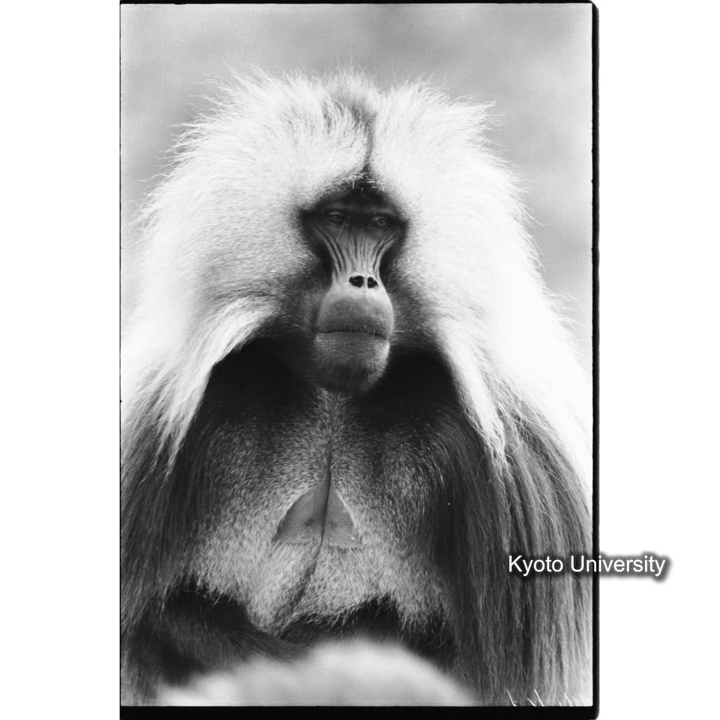 [１５コマ目]「リーダー雄のポートレート（３）」 (1)