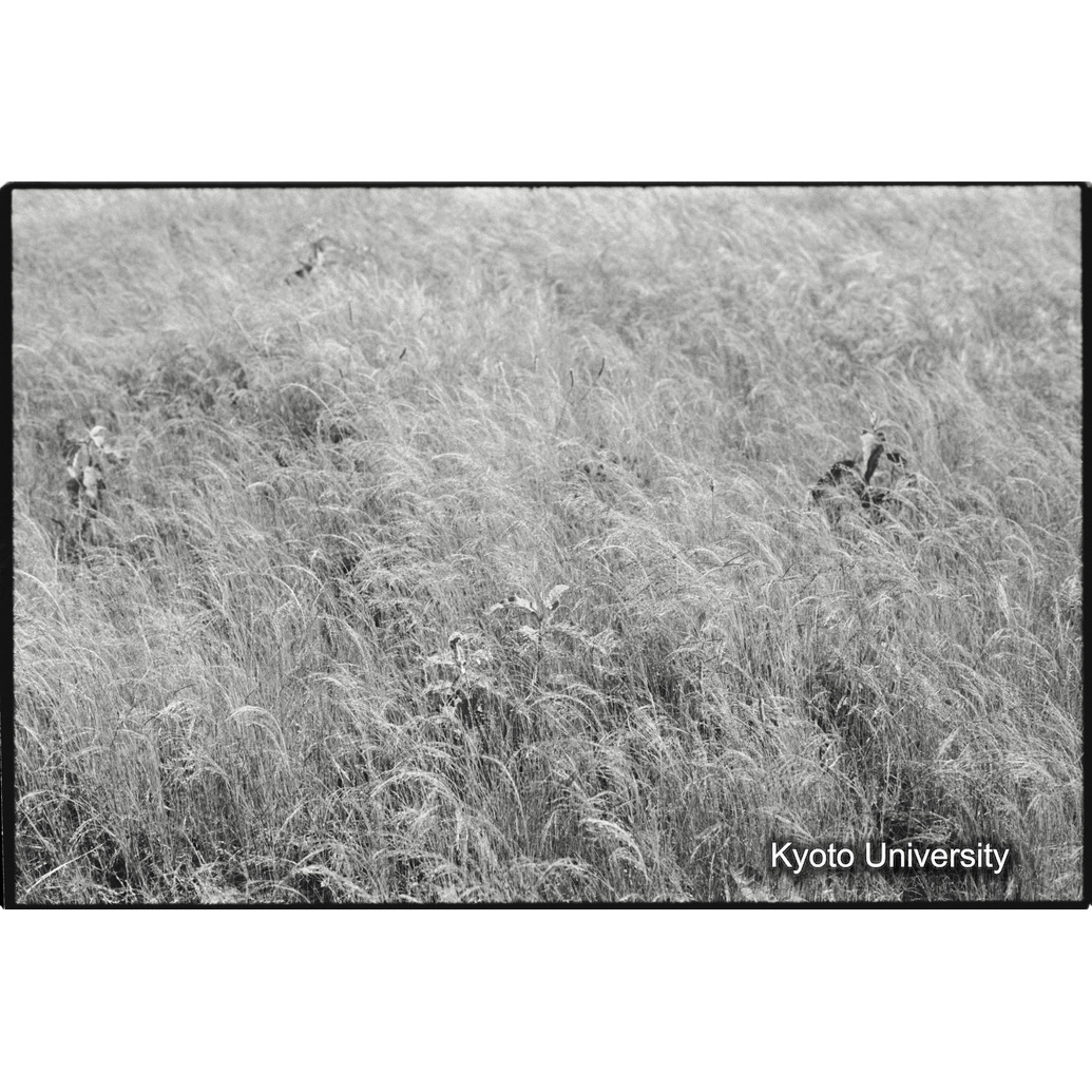 [２０コマ目]「テフ（１）」 (1)