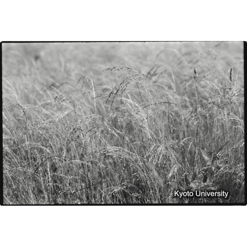 [２１コマ目]「テフ（２）」 (1)