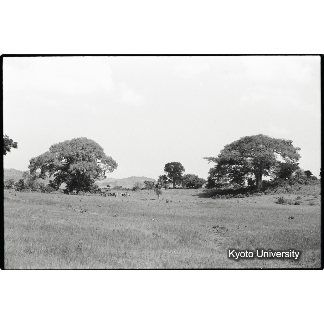 [２８コマ目]「イチジクの大木」 (1)