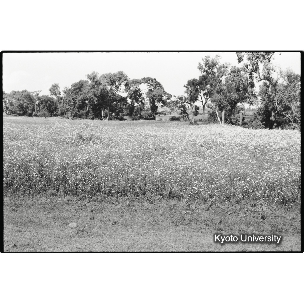 [３０コマ目]「テフ（５）」 (1)