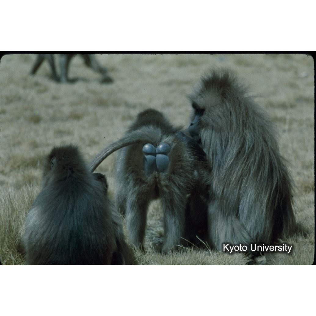 Sm　1973　75　（N）[赤色, 丸囲み] (1)