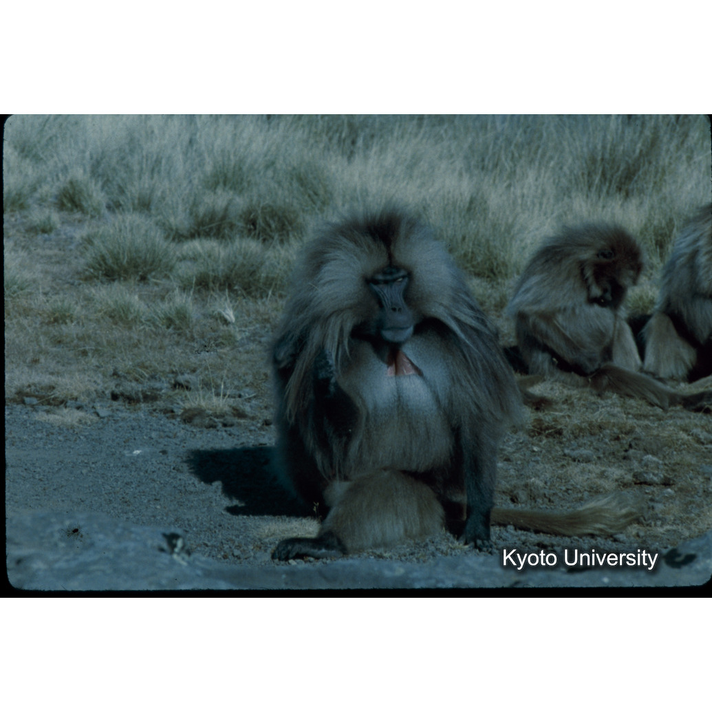 Sm　1973　89　（N）[赤色, 丸囲み] (1)