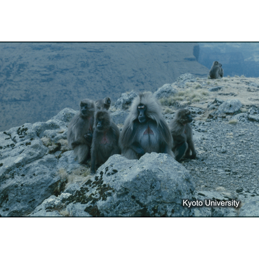 Sm　1973　R19　●[赤色シール] (1)