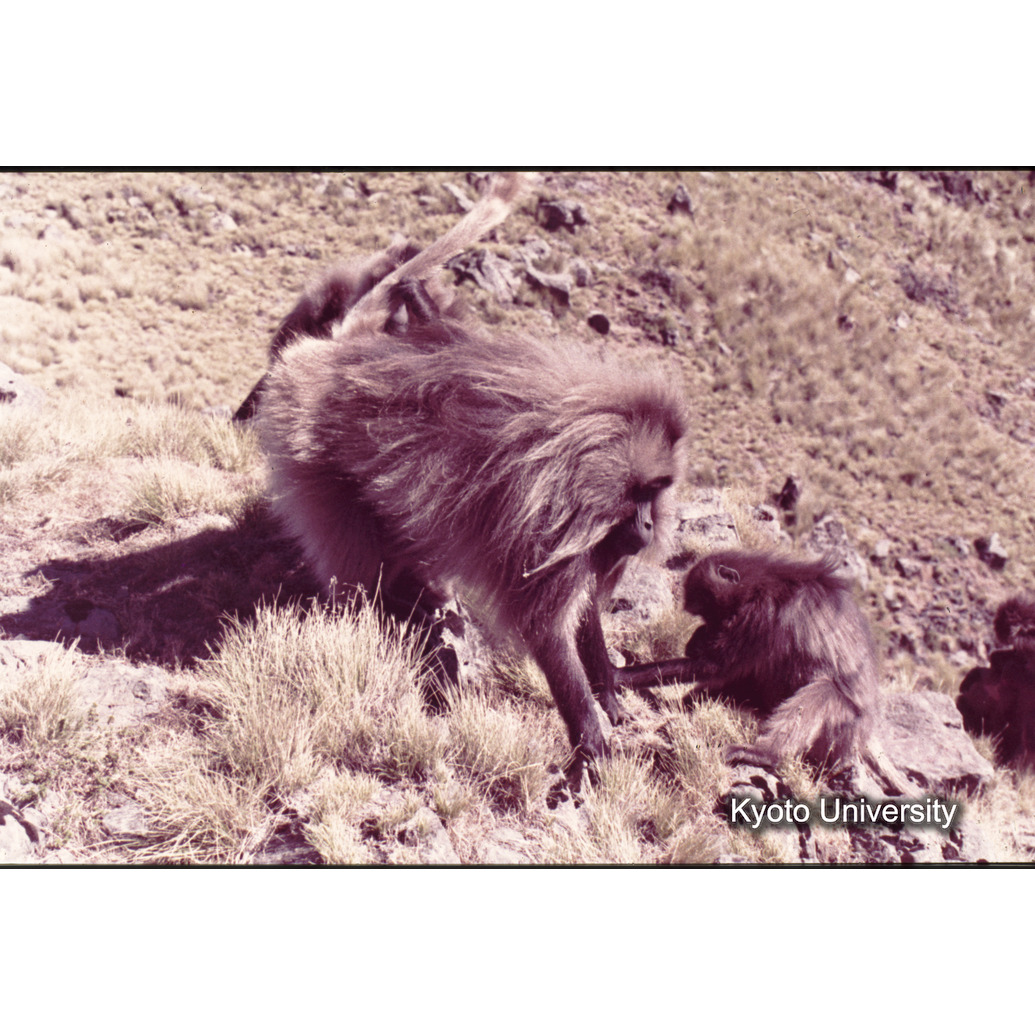 Sm　1973　R43　●[赤色シール] (1)