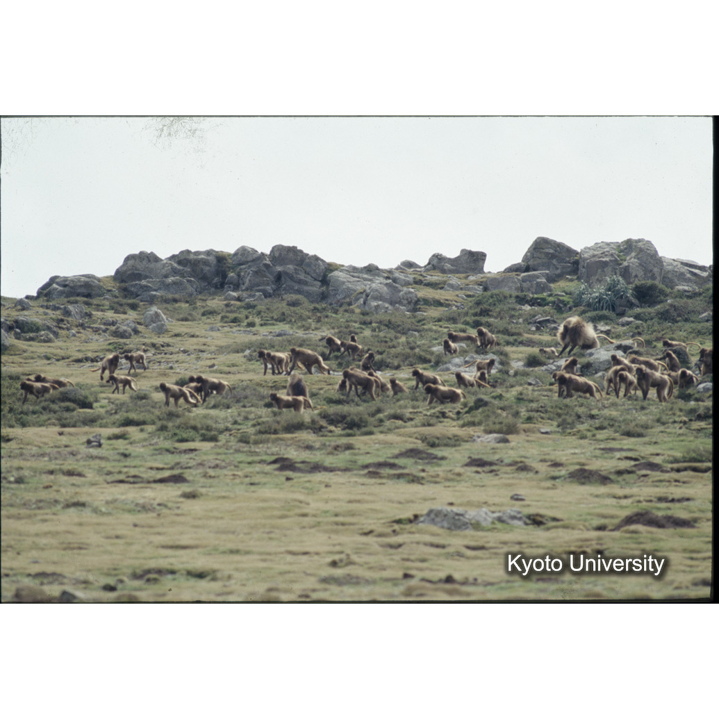 Sm　1973　R65　●[赤色シール] (1)