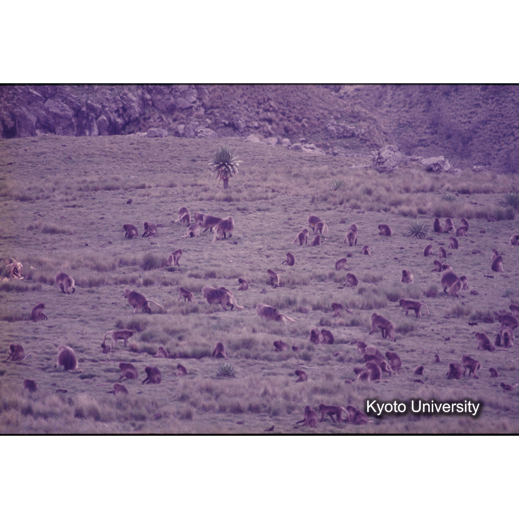 Sm　1973　1317 (1)