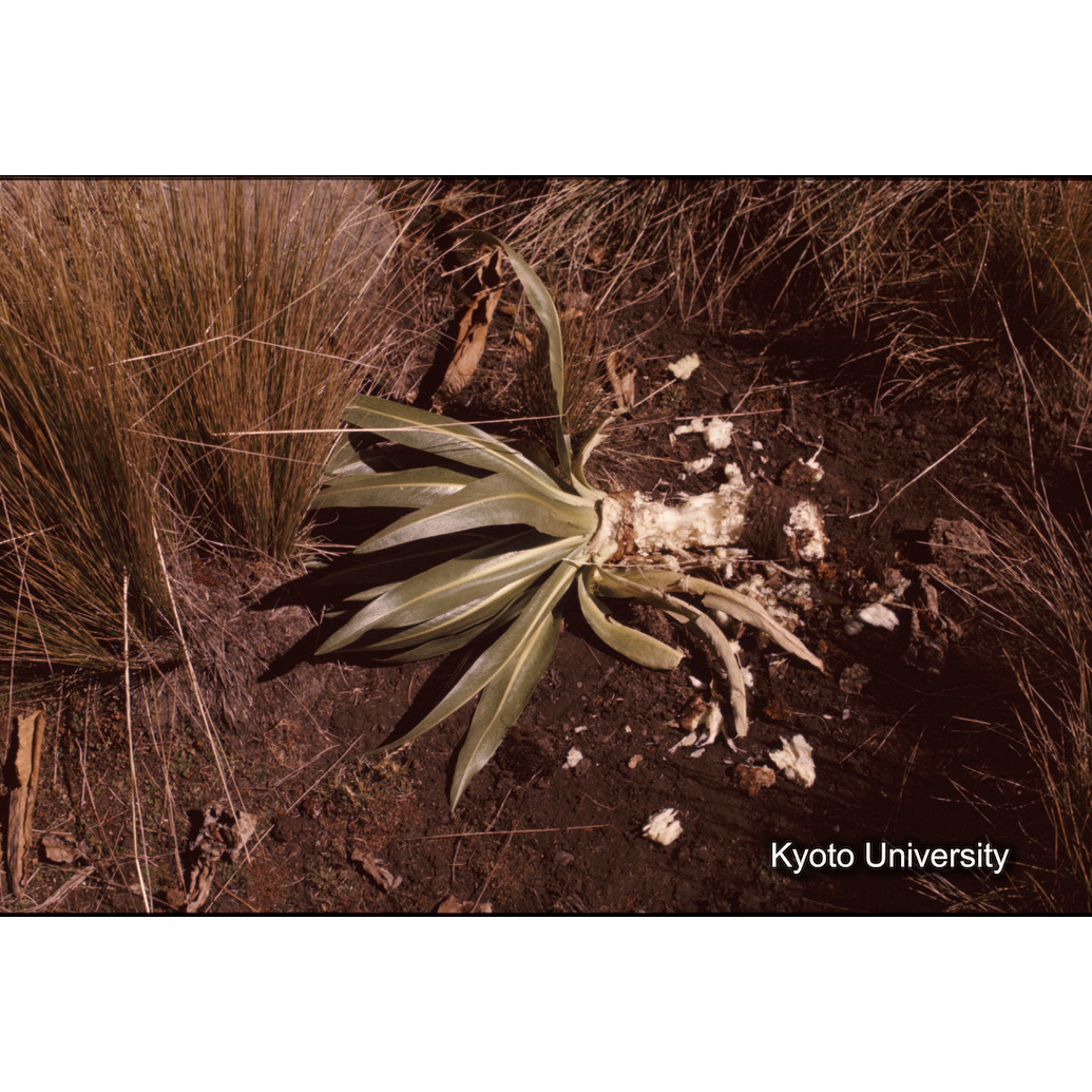 Sm　1973　1319 (1)