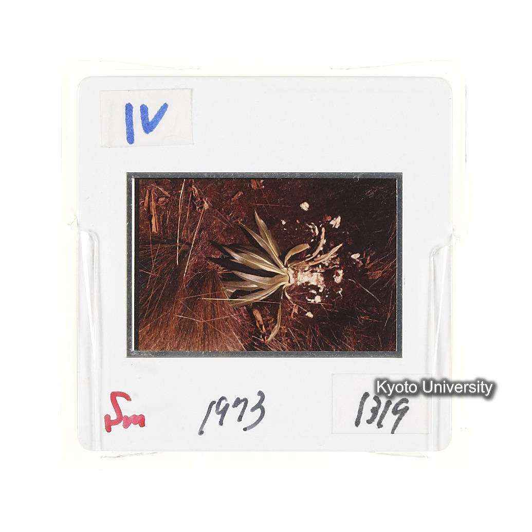 Sm　1973　1319 (2)