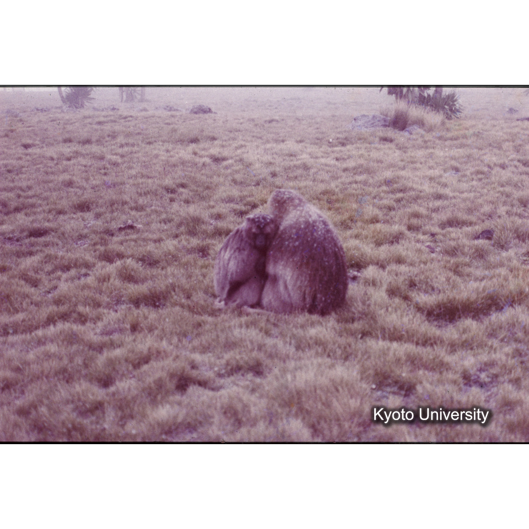 Sm　1973　1322 (1)