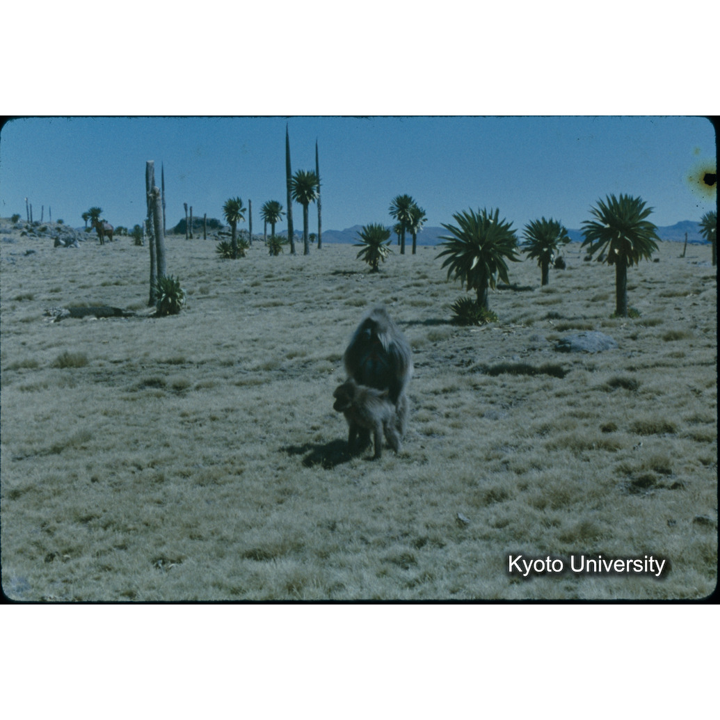 Sm　1973　1497 (1)