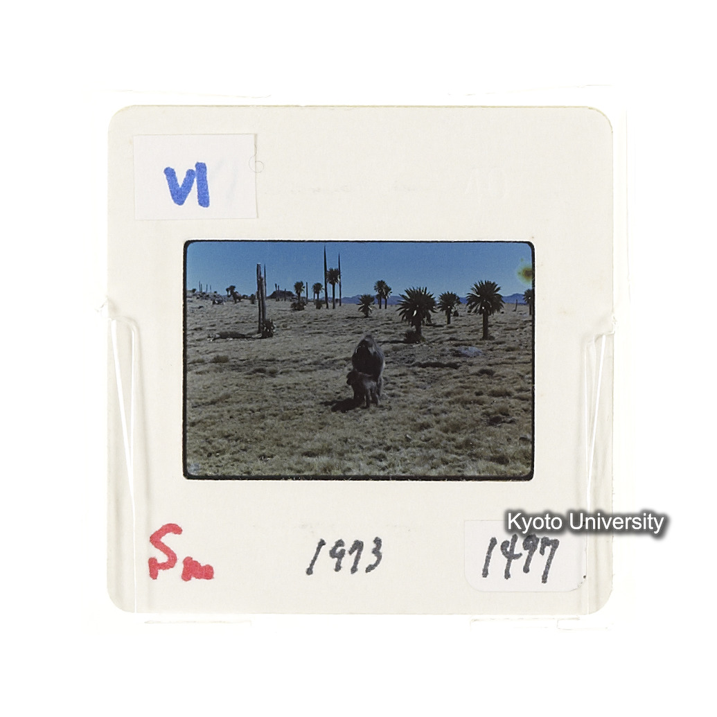 Sm　1973　1497 (2)