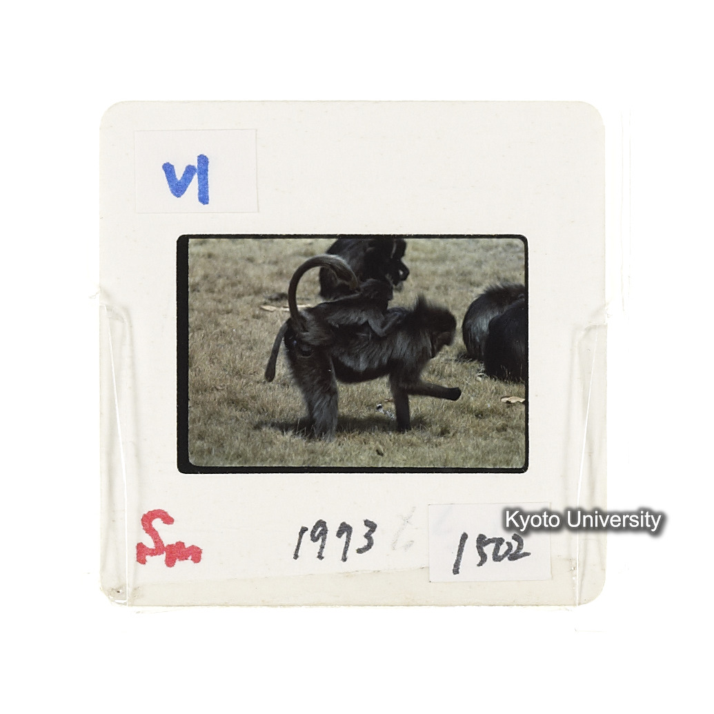 Sm　1973　1502 (2)