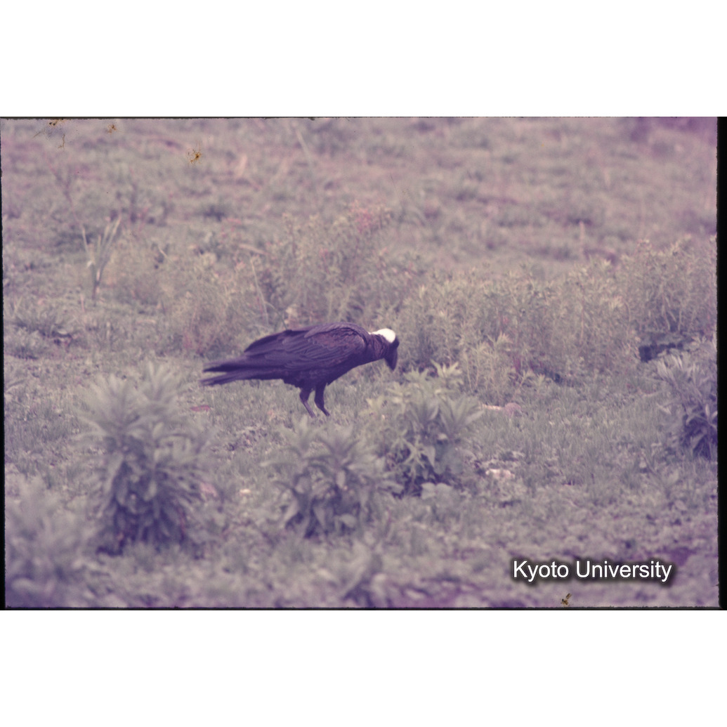 Sm　1973　1010 (1)