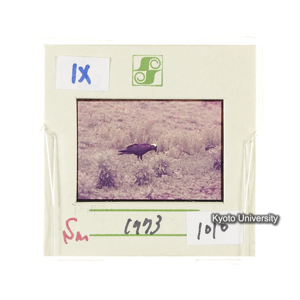 Sm　1973　1010 (2)