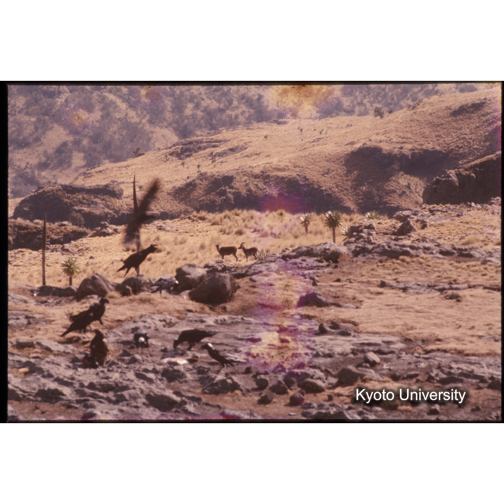 Sm　1973　1051 (1)