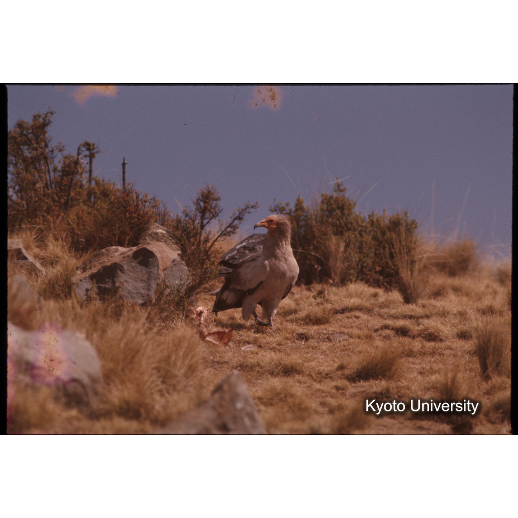 Sm　1973　1052 (1)