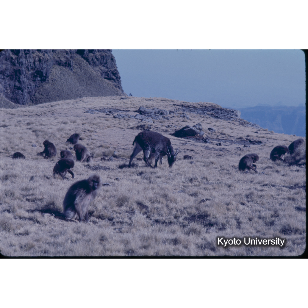 Sm　1973　1058 (1)