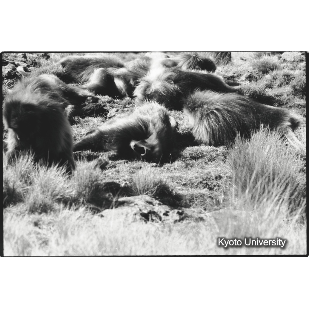 [２コマ目]「昼寝（１）」 (1)