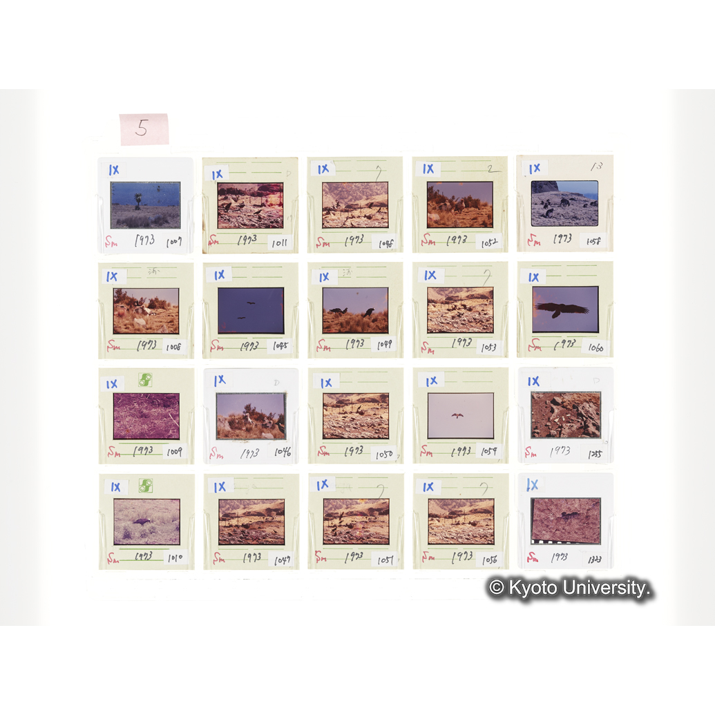 [スライドシート] 5 (1)