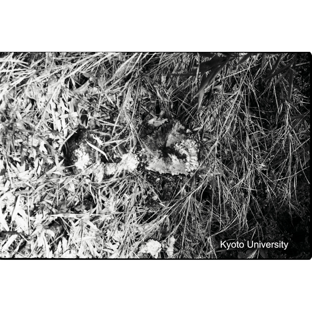 [10コマ目]「食痕」 (1)