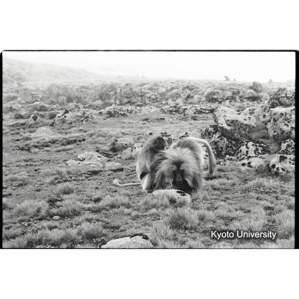 [２６コマ目]「リーダーにグルーミングする雌」 (1)