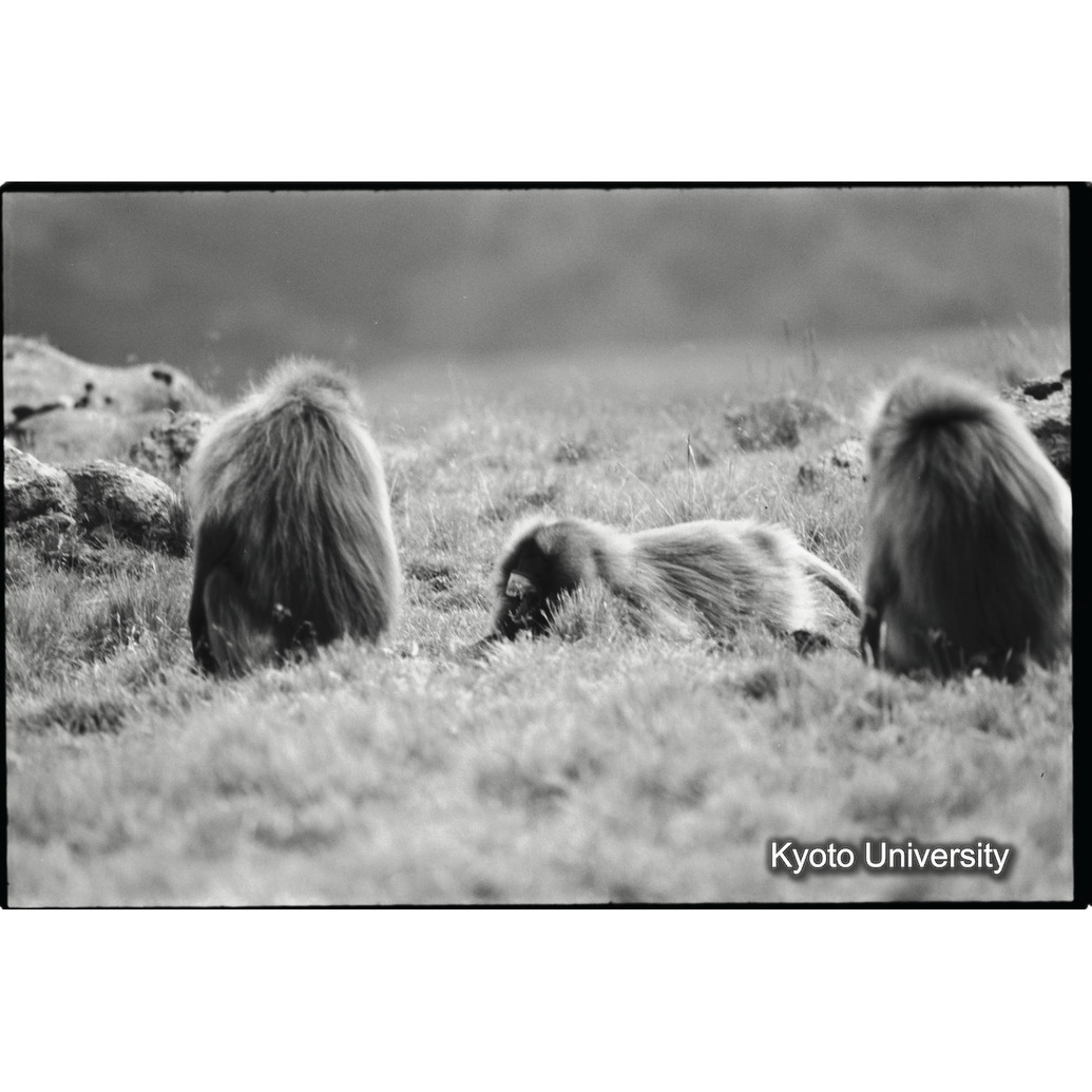 [１５コマ目]「連れ戻し行動　１－（２）」 (1)