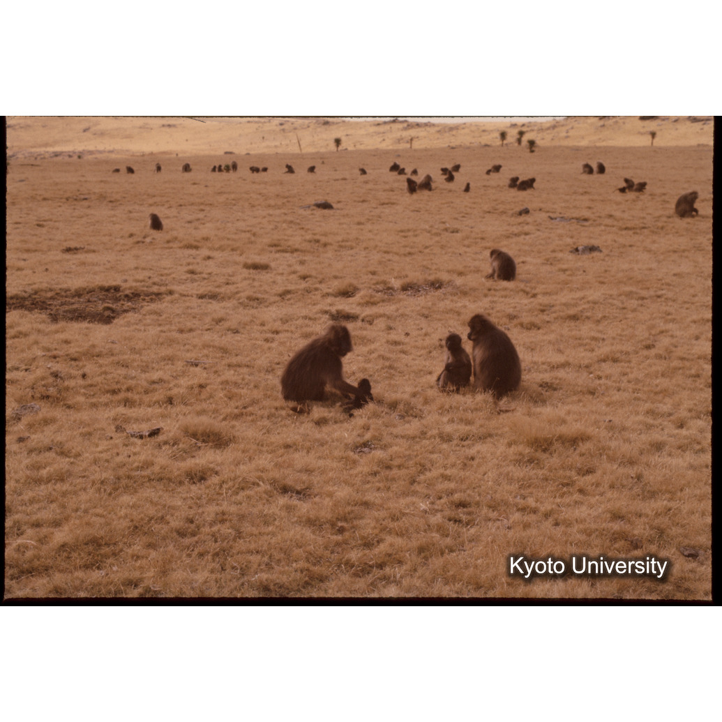 Sm　1973　1032 (1)