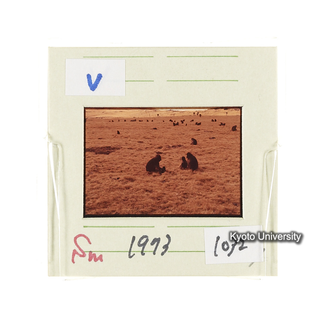 Sm　1973　1032 (2)