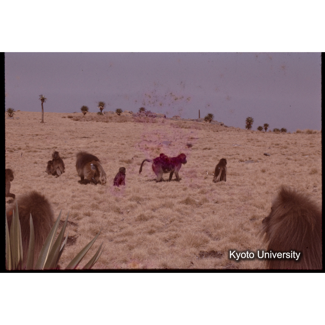 Sm　1973　1355 (1)