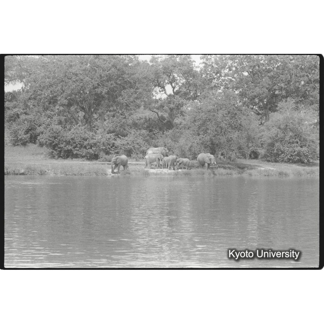 [10コマ目]「アフリカゾウの群れ（２）」 (1)