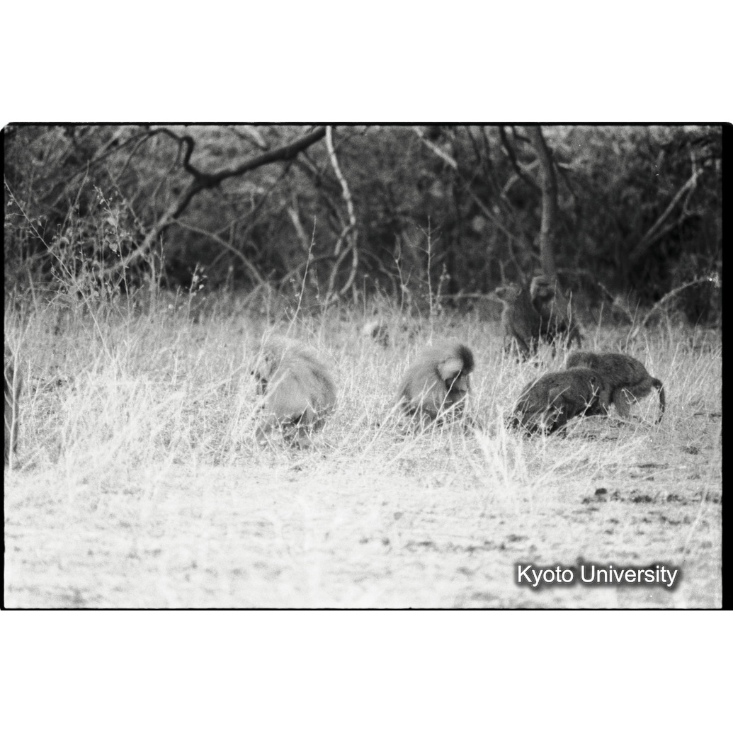 [８コマ目]「マントヒヒの採食風景（１）」 (1)