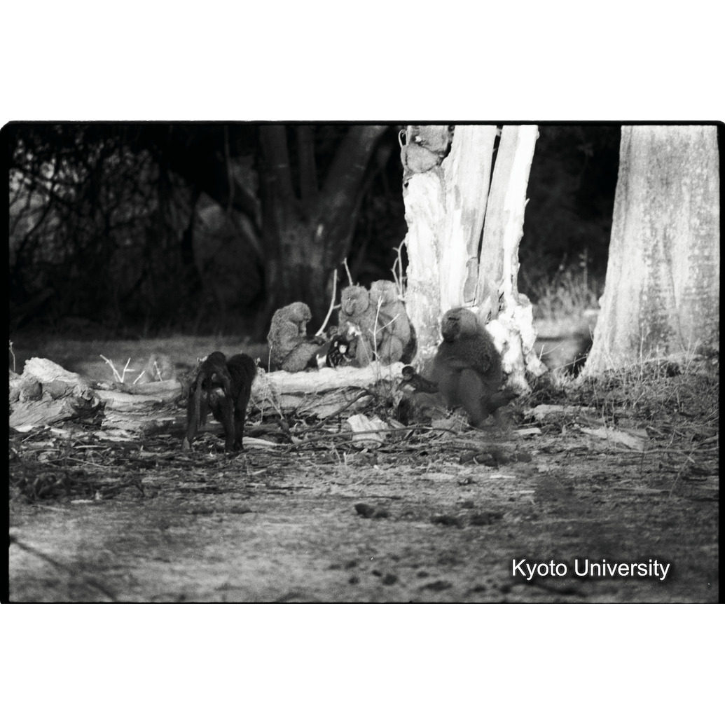 [１２コマ目]「アヌビスヒヒの群れの休息（１）」 (1)