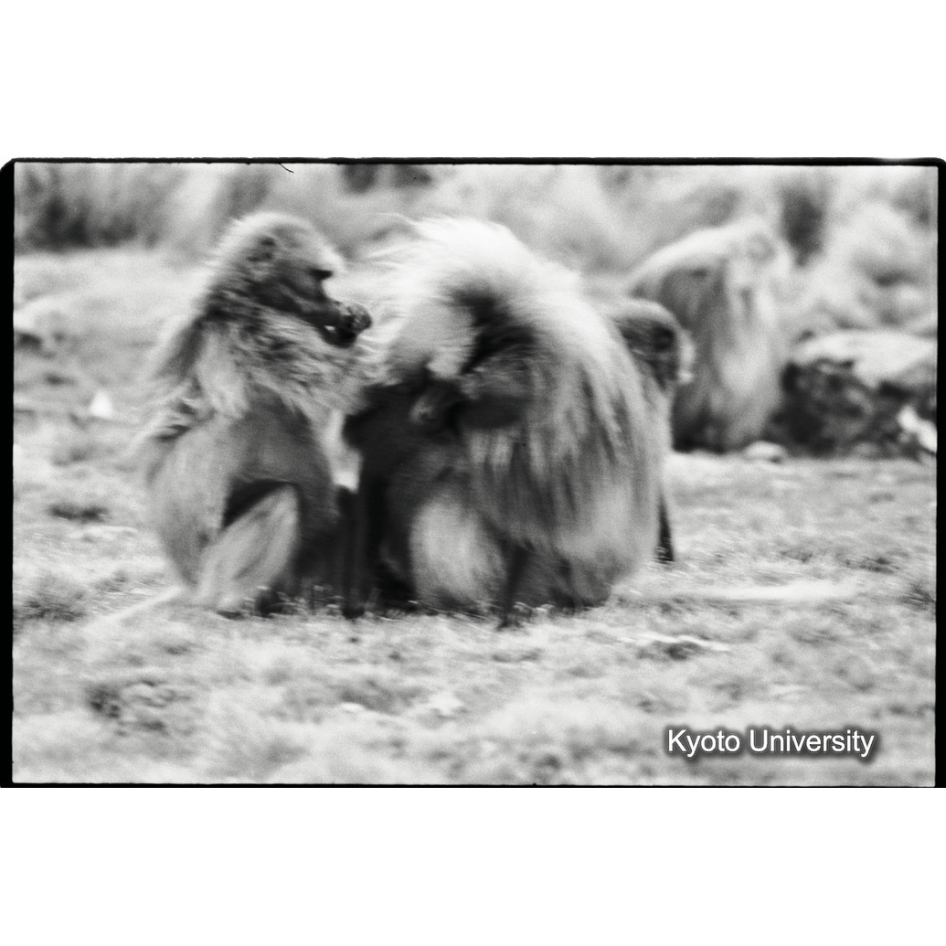 [２コマ目]「雌からリーダー雄へのグリーミング（ゲラダヒヒ）」 (1)