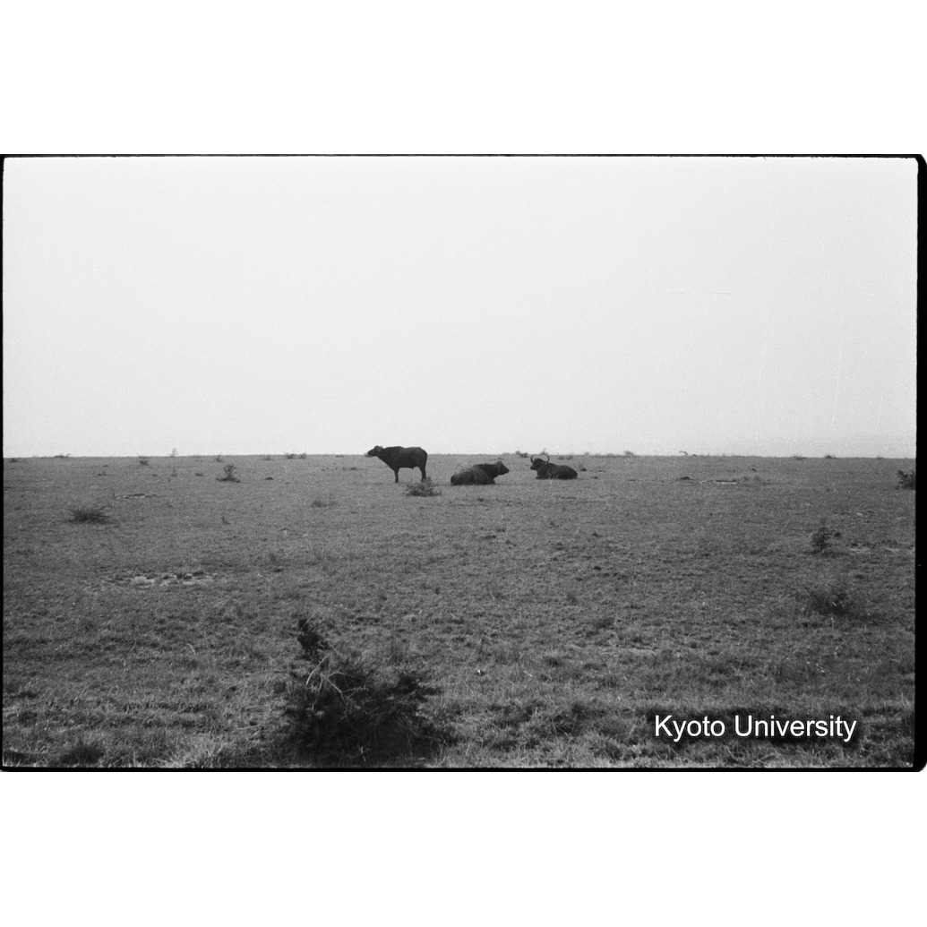 [２コマ目]「バッファロー」 (1)