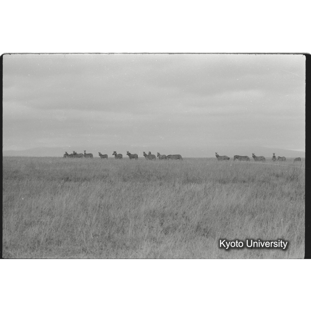 [5コマ目]「シマウマの群れ（５）」 (1)