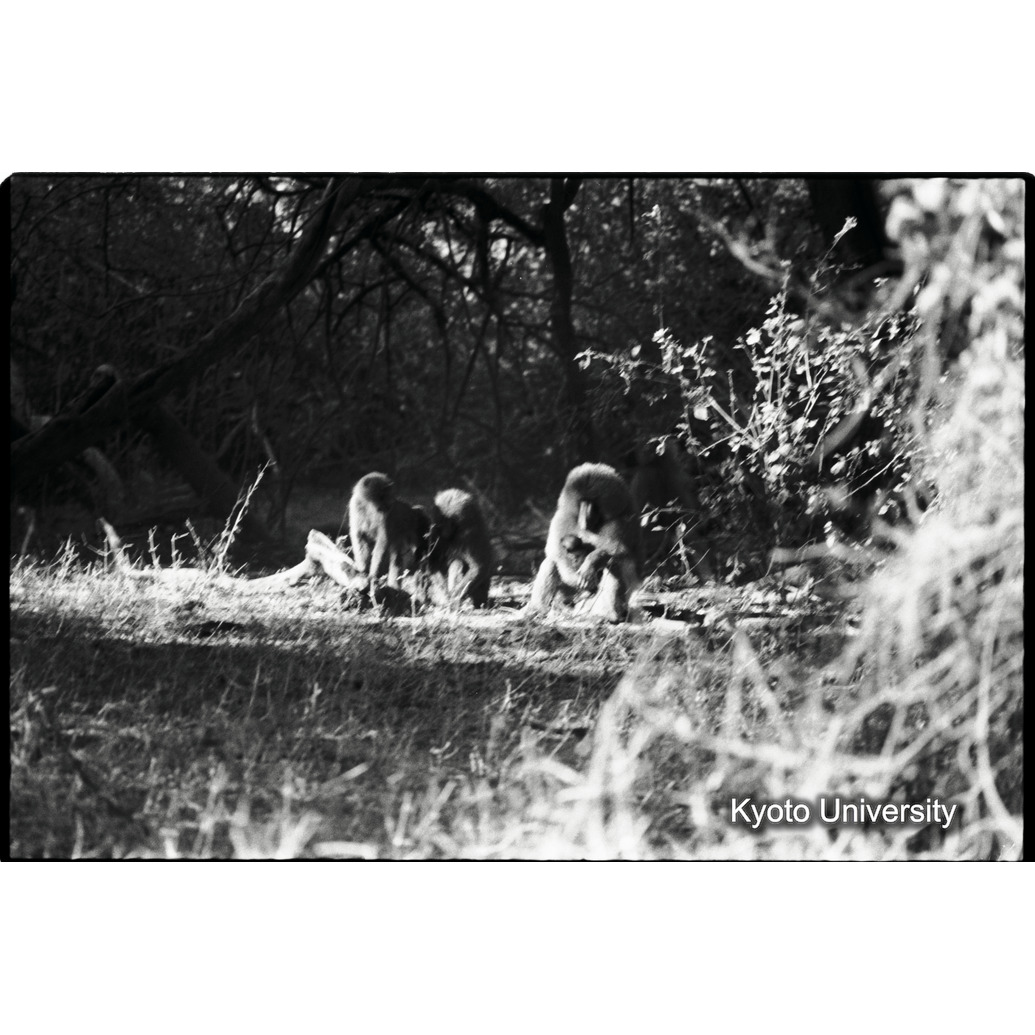 [３５コマ目]「×」 (1)