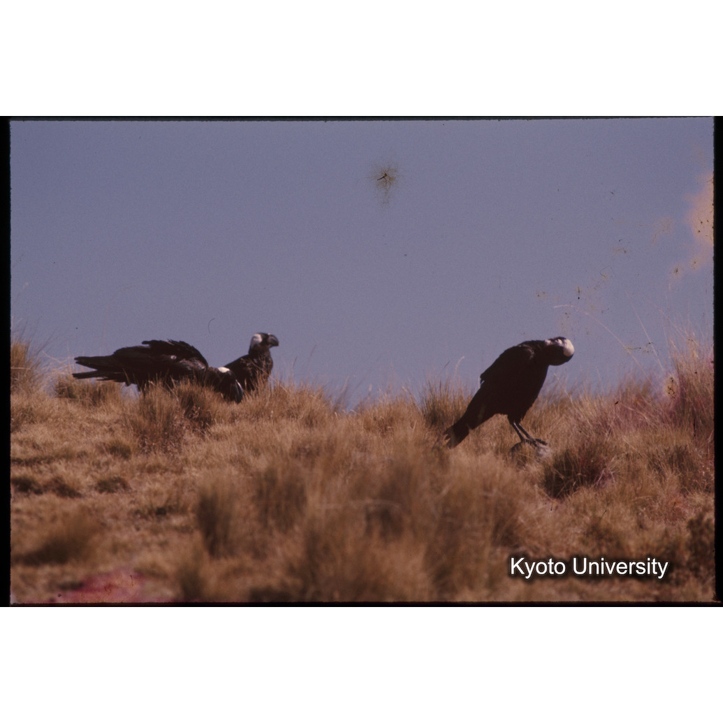 Sm　1973　1049 (1)