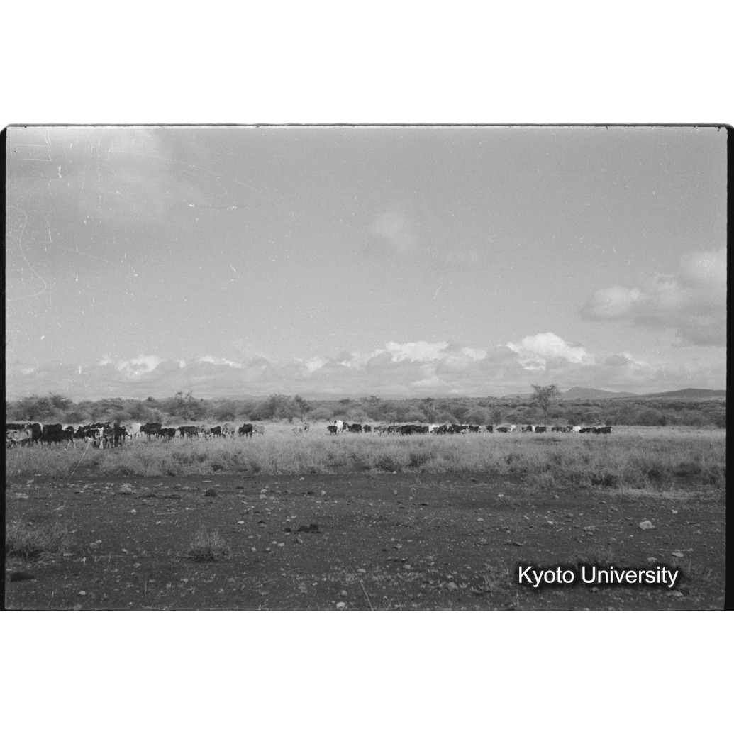 [5コマ目]「マサイの牛」 (1)